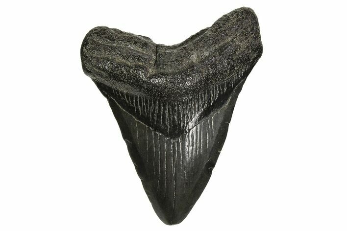 Fossil Megalodon Tooth - South Carolina #297440
